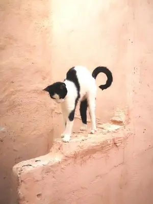a black and white cat standing on a wall at BAHIA BIKE APPART 1 - Terrasse in Marrakech