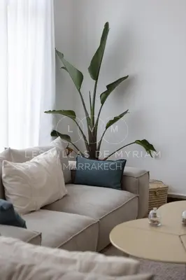 a living room with a couch and a potted plant at Dar Nadim sur le Golf de Samanah in Marrakech