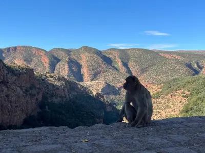 a monkey sitting on top of a mountain at RIAD Marrakech zina in Marrakech