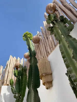 a cactus is growing on the side of a wall at Riad El Charsa, logement entier 4 à 6 personnes, proche Jemaa El Fna, Rooftop et bassin chauffé in Marrakech