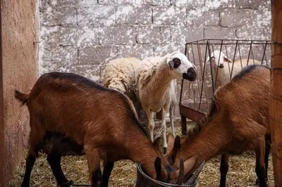 a group of sheep and goats eating food from a trough at Daba Riads in Marrakech