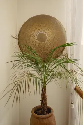 a potted plant in a pot in a room at Riad Amaya in Marrakech