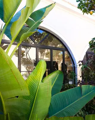 a large green plant in front of a window at Run Villa Marine, Elegant Private Villa in Marrakech with Heated Pool Option in Marrakech