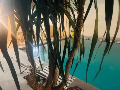 a palm tree sitting next to a swimming pool at Hotel Appart HB in Marrakech
