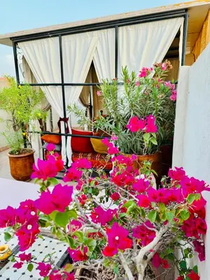 a group of flowers in pots on a balcony at superbe riad en exclusivité B&B in Marrakech