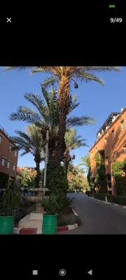 a palm tree in the middle of a street at Riad Benhamou 3 in Marrakech