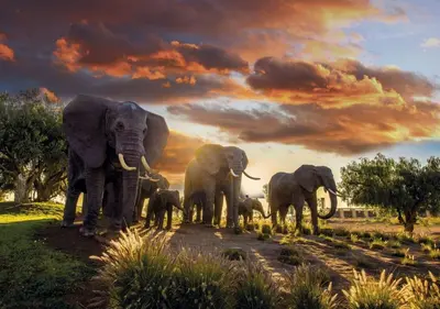a herd of elephants standing in a field at Luxueuse Appart Vizir 106 in Marrakech