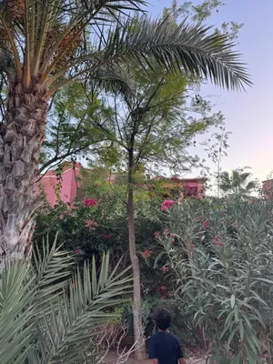 a man walking through a garden with a palm tree at Zellige Suite - Gouvernante et piscine ! in Marrakech