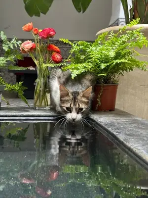 a cat is looking at its reflection in a pool of water at Riad Maiya in Marrakech