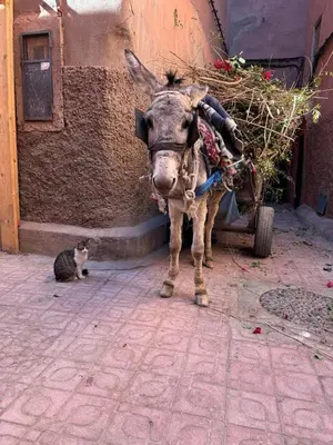 a donkey standing next to a cat next to a building at Riad Maiya in Marrakech