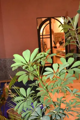 a green plant in a room with a mirror at the old house in Marrakech