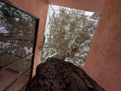 a tree in the corner of a building with a window at the old house in Marrakech