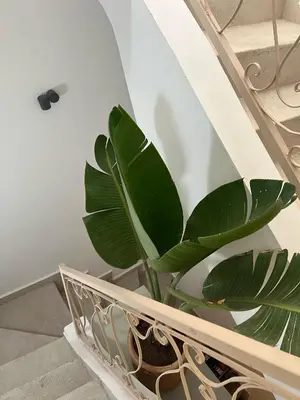 a green plant in a basket on the stairs at Maison 3 chambre avec bassin chauffée centre ville Gueliz in Marrakech