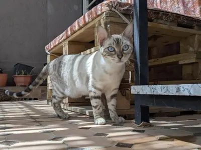 a gray and white cat standing next to a table at Dar SAÏDA in Marrakech