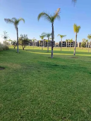 a group of palm trees in a park at Beautiful residence with pools inMarrakech Golf City in Marrakech