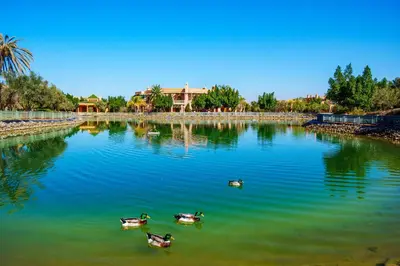 three ducks are swimming in a river at Palm Nest in Marrakech