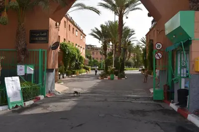 a dog walking down a street in a city at Riad Zaitone G1 in Marrakech