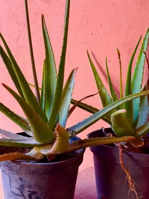 two potted plants sitting next to a pink wall at Appartement Belle vue sur l'atlas in Marrakech