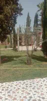 a tree in the middle of a park at nice mini villa with pool in Marrakech