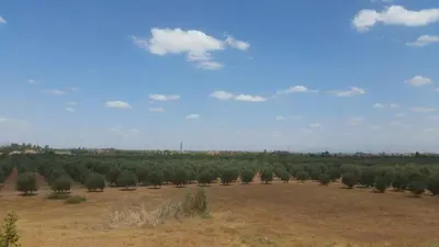 a field with a bunch of trees in the distance at Atlas resort, 3 pools, roof terrace, holiday home in Marrakech