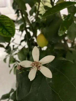 a white flower on a tree with leaves at Riad de luxe PAMA au cœur de la médina Marrakech in Marrakech