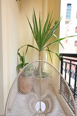 a metal chair in front of a plant at Suite Jasmin Elegance a Gueliz in Marrakech