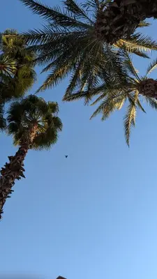 a group of palm trees against a blue sky at Rosemary apartment in Marrakech