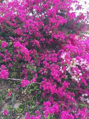 a bunch of pink flowers in a bush at Comfortable house with pool in Marrakech
