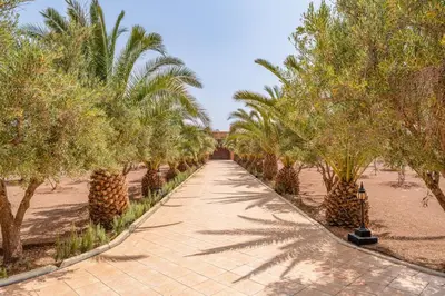 a walkway through a row of palm trees at Taj Palmeraie Palace Marrakech in Marrakech