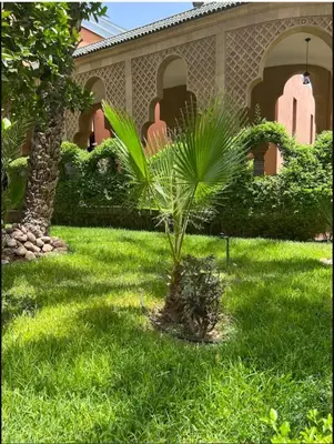 a palm tree in the grass in front of a house at RIAD SAAD Marrakech in Marrakech