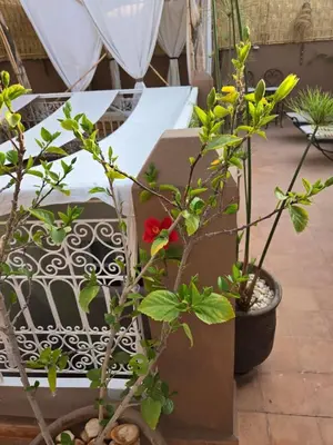 a group of plants in pots next to a bed at Authentic Riad & Jacuzzi in Marrakech