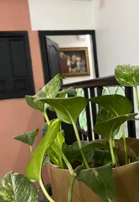 a plant in a pot sitting on a chair at Hotel Apart LRB in Marrakech