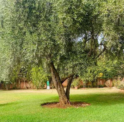 a tree sitting in the middle of a field at Villa privée in Marrakech