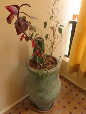 a plant in a vase sitting on a floor at Jassman2 in Marrakech
