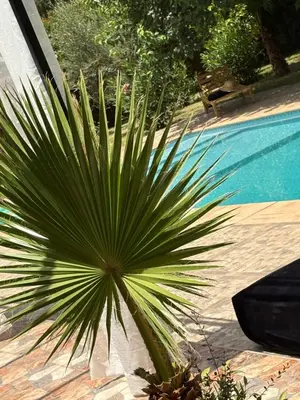 a palm tree sitting next to a swimming pool at L ÉdenS in Marrakech