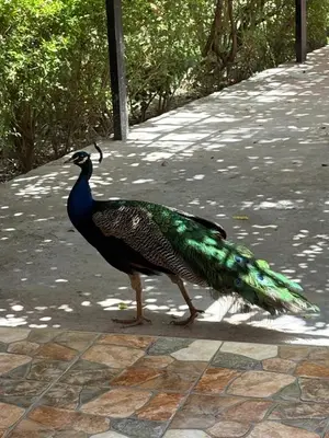 a peacock is standing on a sidewalk at L ÉdenS in Marrakech
