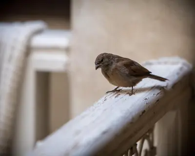 a small bird sitting on a wooden railing at Riad Light Of Sun in Marrakech