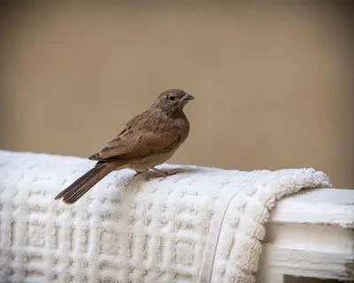 a small bird sitting on top of a blanket at Riad Light Of Sun in Marrakech