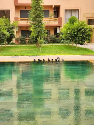 a group of ducks swimming in the water in front of a building at Bohemian Chic Apartment in Guéliz - Pool View in Marrakech