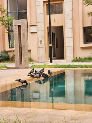 a group of birds sitting next to a pool of water at Bohemian Chic Apartment in Guéliz - Pool View in Marrakech