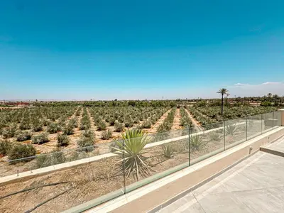 a view of a field of palm trees at Villa Leonardo in Marrakech