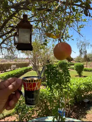a person holding a cup next to a tree at Almaz appartement in Marrakech