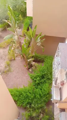 a garden with plants on the side of a building at Appartement,kech in Marrakech