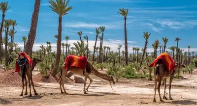 a group of three camel standing in the desert at Le Nomadic Chic Piscine Privée in Marrakech