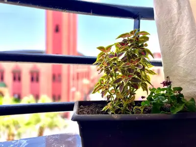 a plant in a pot on a window sill at Nelbrj Studio in Marrakech