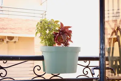a plant in a blue pot on a balcony at Nelbrj Studio in Marrakech