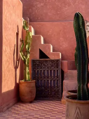 a stairway with a cactus at PRIVATE HOUSE in Medina Close to Jeema El Fna in Marrakech