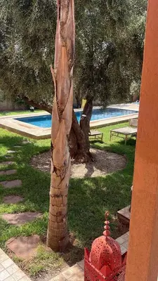 a palm tree with a red object next to it at Spacious and comfortable villa in Marrakech