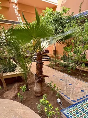 a palm tree in the middle of a garden at Elegant 2BR, Pool & Gym Access in Marrakech