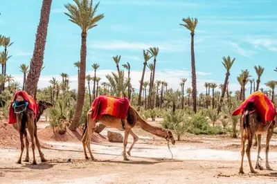 three camels are standing in a desert with palm trees at Palmier d'or - Marrakech Centre in Marrakech